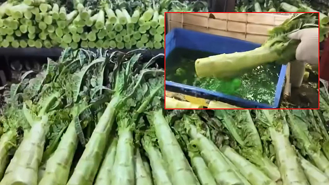 Trung Quốc tiêu hủy gần 12 tấn ngồng xà lách nhuộm phẩm màu