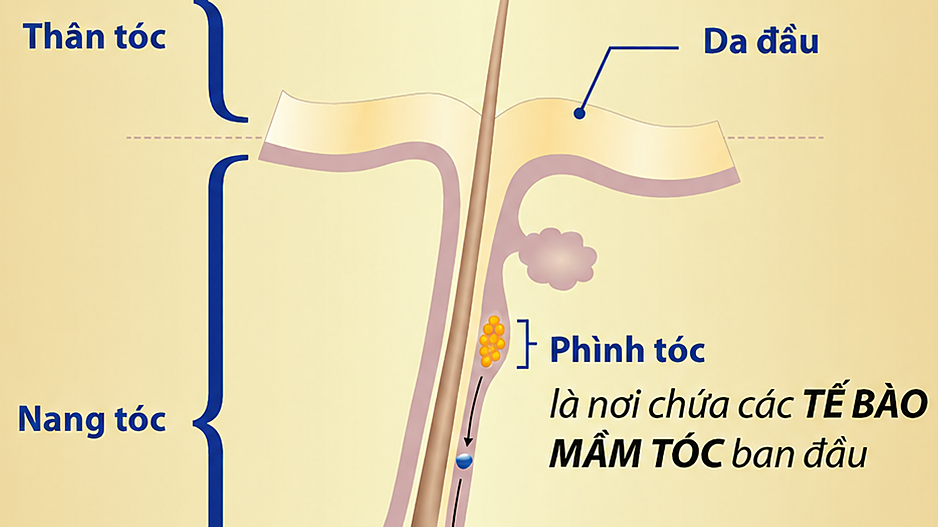 Dấu hiệu cho thấy nang tóc chắc khỏe