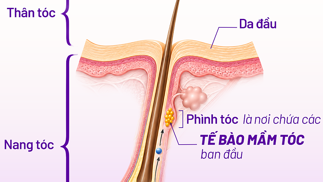 Vì sao tóc rụng nhiều vào mùa thu?