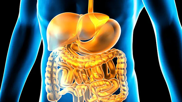 Chất xơ hay men vi sinh tốt hơn cho hệ tiêu hóa?