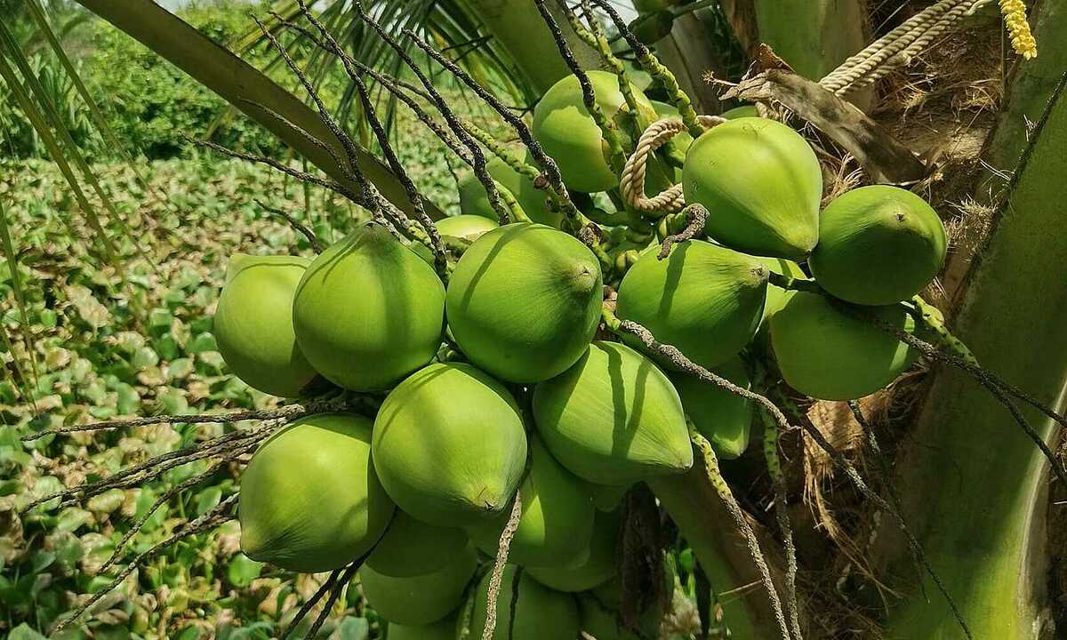 Điều gì xảy ra khi uống nước dừa để giảm cân?