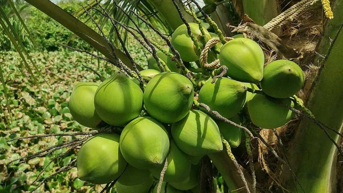Điều gì xảy ra khi uống nước dừa để giảm cân?